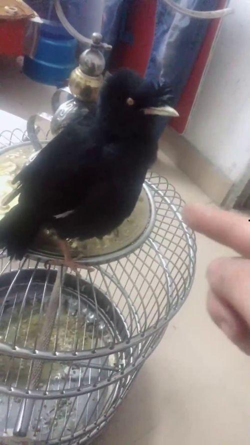 网上流行吃瓜是什么意思,吃瓜背后的文化现象