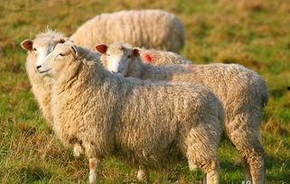 娱乐吃瓜君视频羊羊