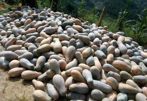 座等吃瓜,揭秘网络热议背后的真相与趣味